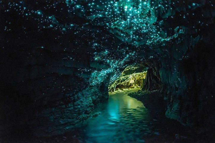 Waitomo Glowworm Caves – New Zealand