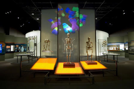 Visitors to the Museum’s Spitzer Hall of Human Origins can see how modern humans differ from early humans and primate relatives, including in our ability to walk upright. D. Finnin/© AMNH